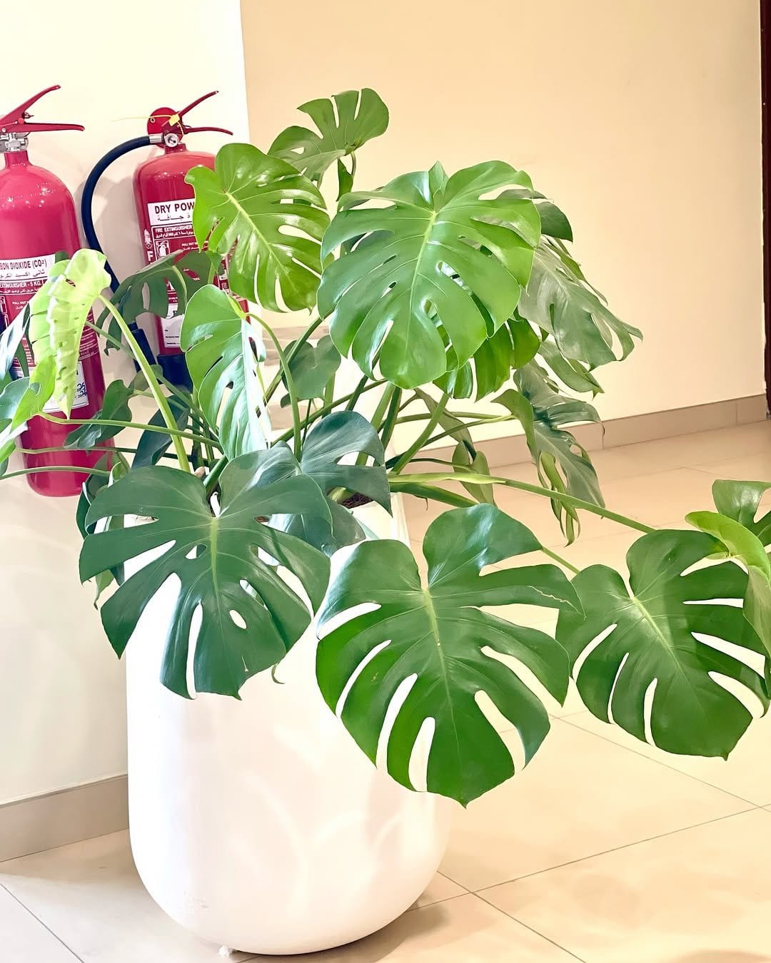 Lush monstera in minimal white pot