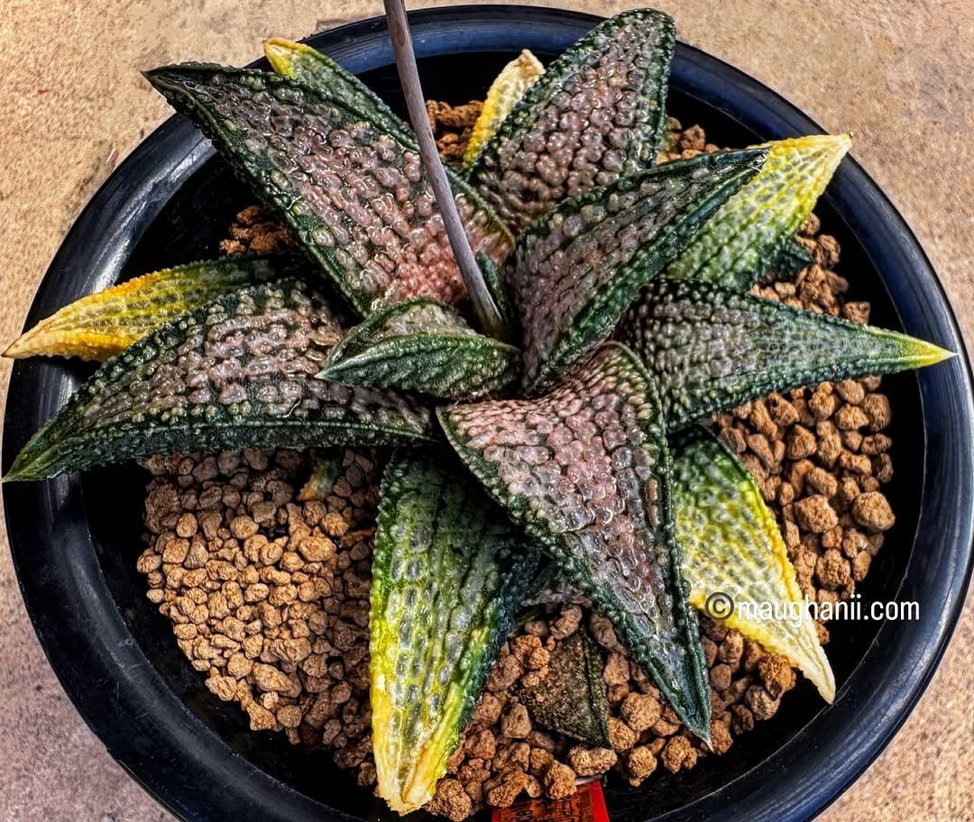 Spiky haworthia in geometric pot