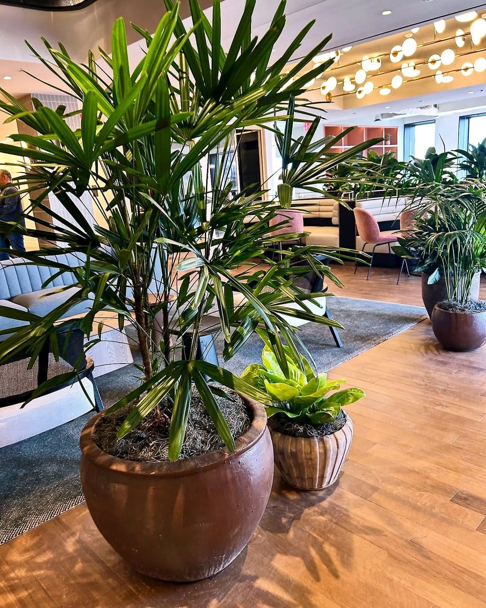 Lady palm in office environment
