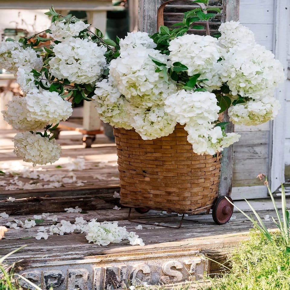 Seasonal flowers in a vintage can