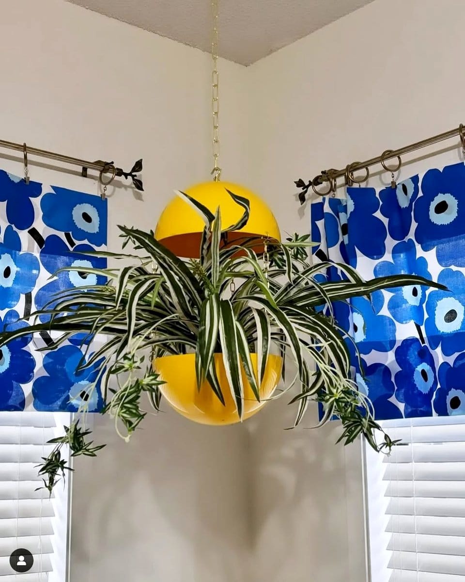 spider plant hanging from ceiling