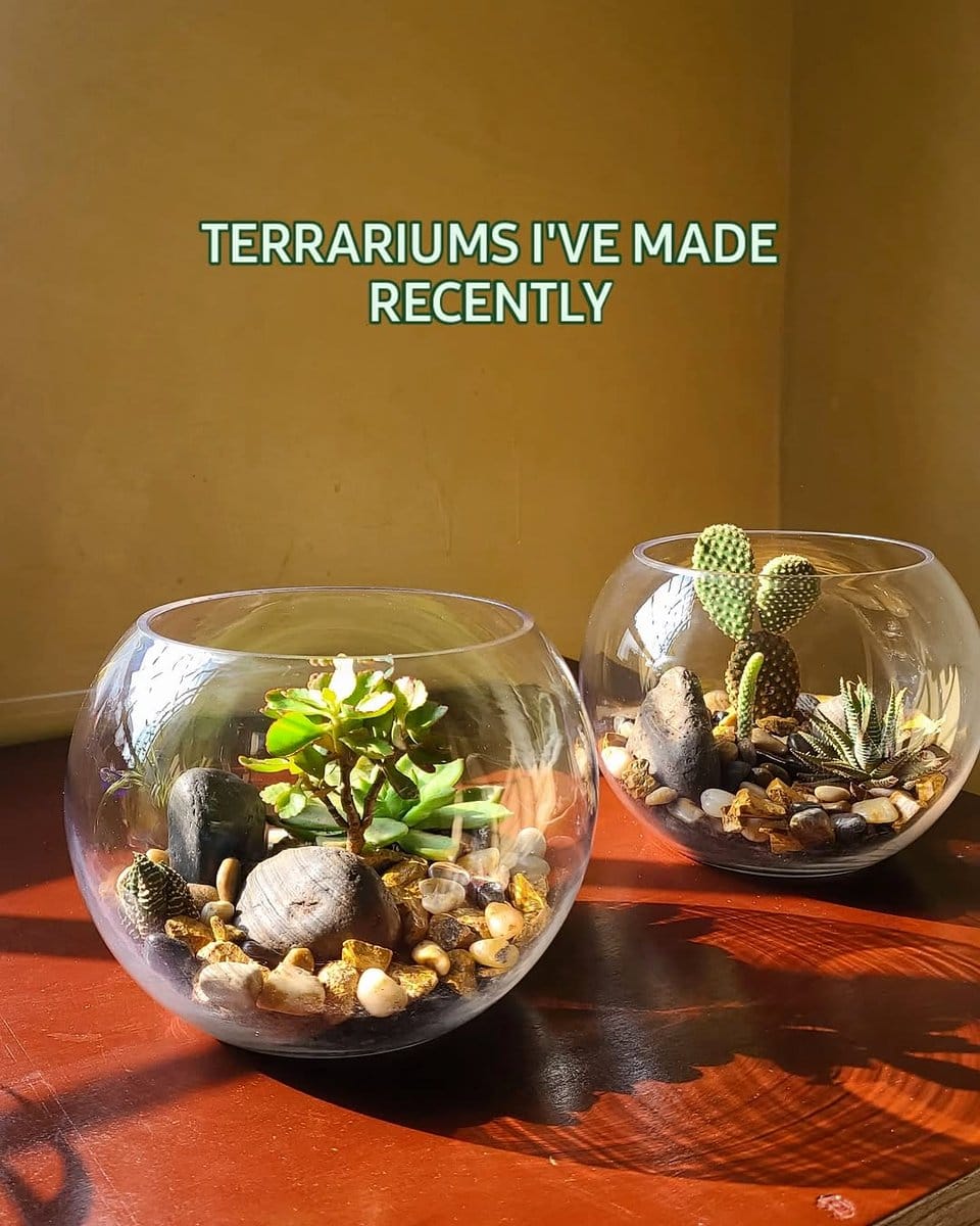 open glass bowl terrarium with succulents
