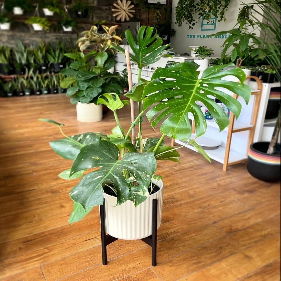 Multi-level chrome plant shelf with diverse plants