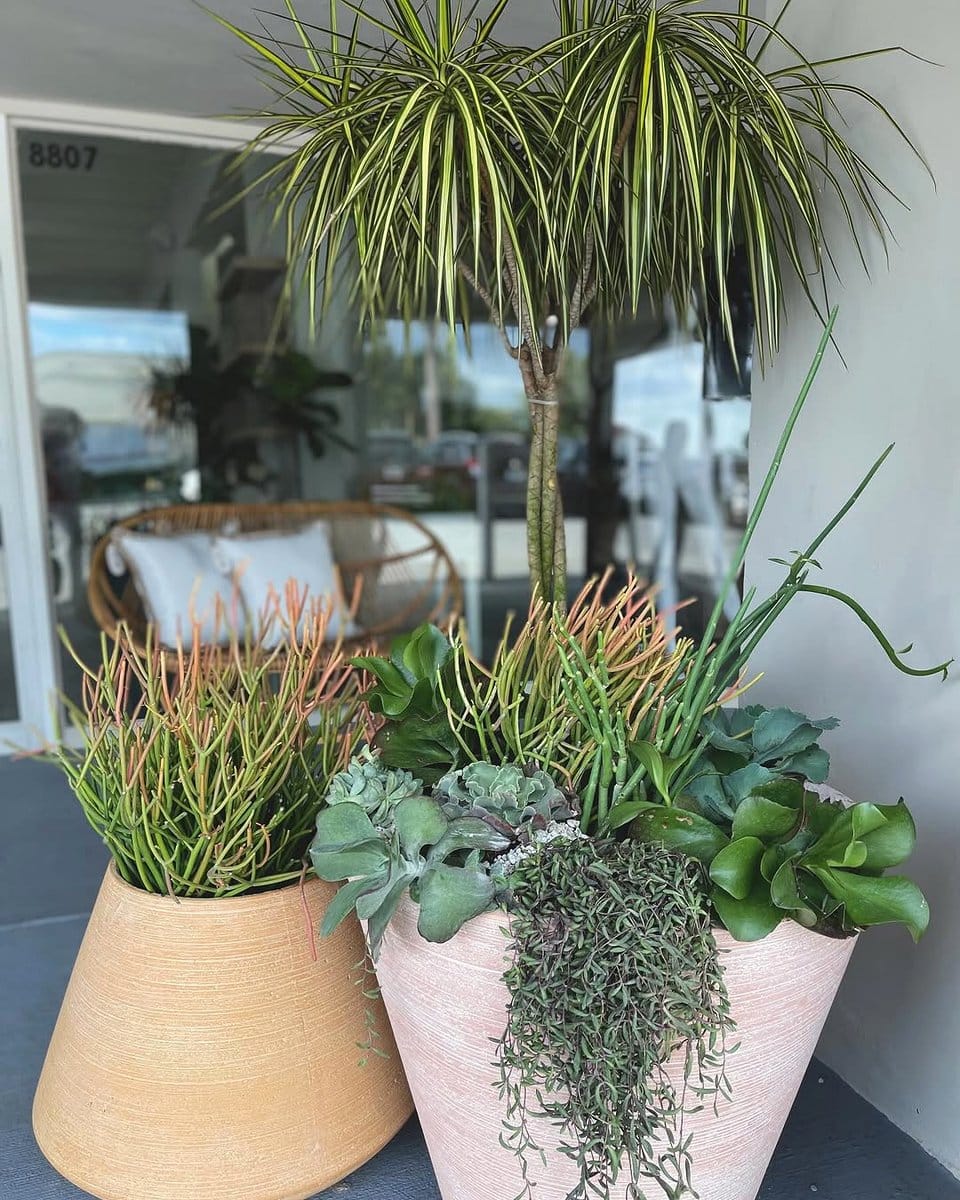 small cacti cluster on console