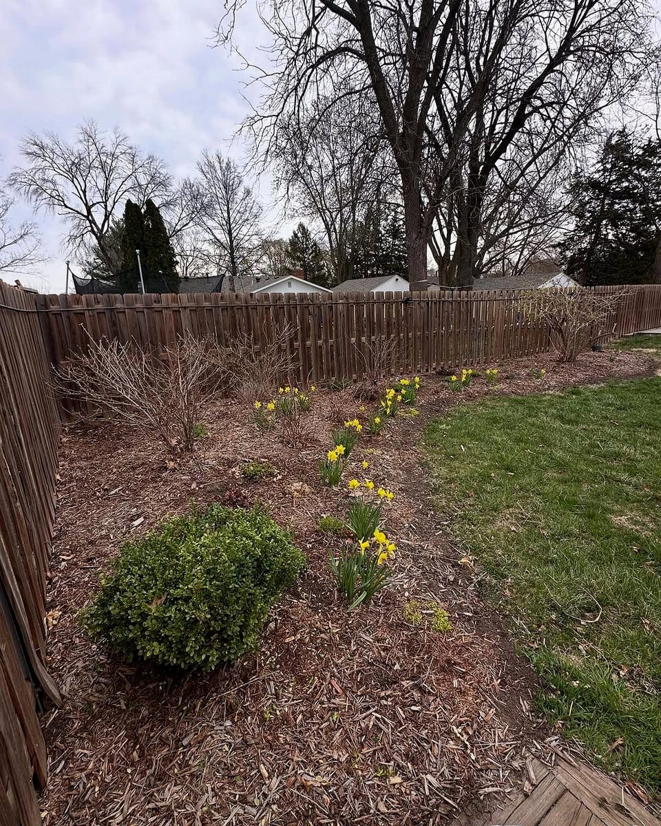 fresh mulch spread around plants