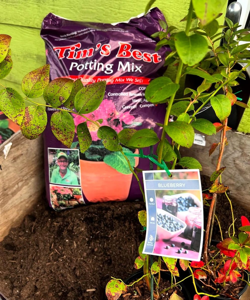 gardener mixing soil for blueberries