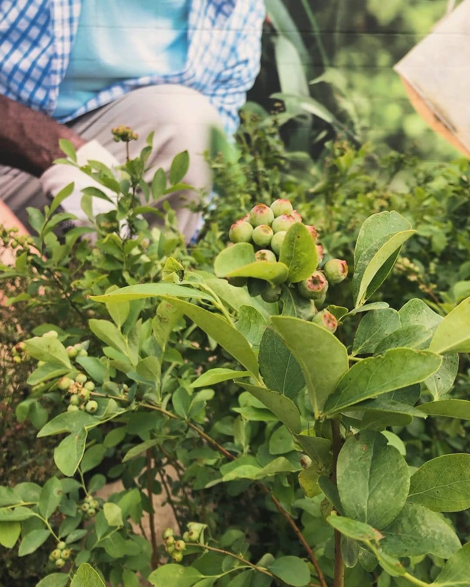 yellowing blueberry leaves