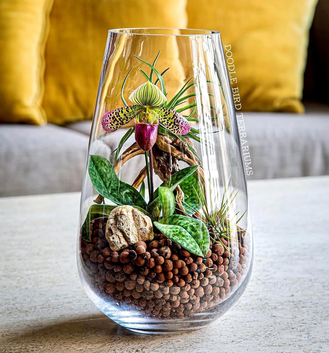 closed glass terrarium with small plants