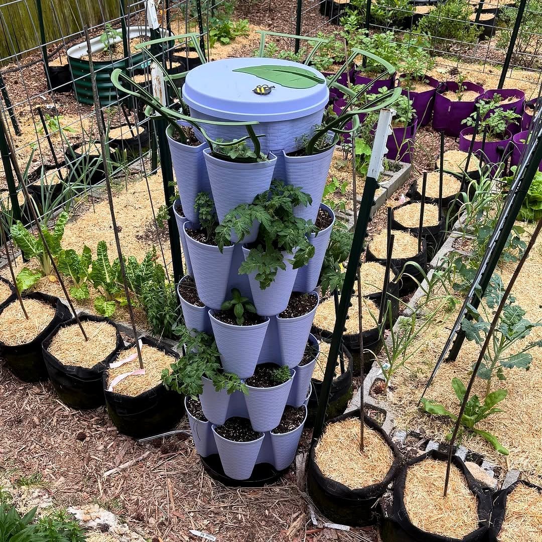 blooming marigolds near pepper plants