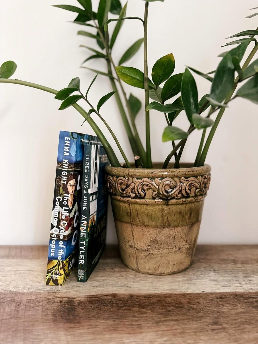 stack of books with small cactus