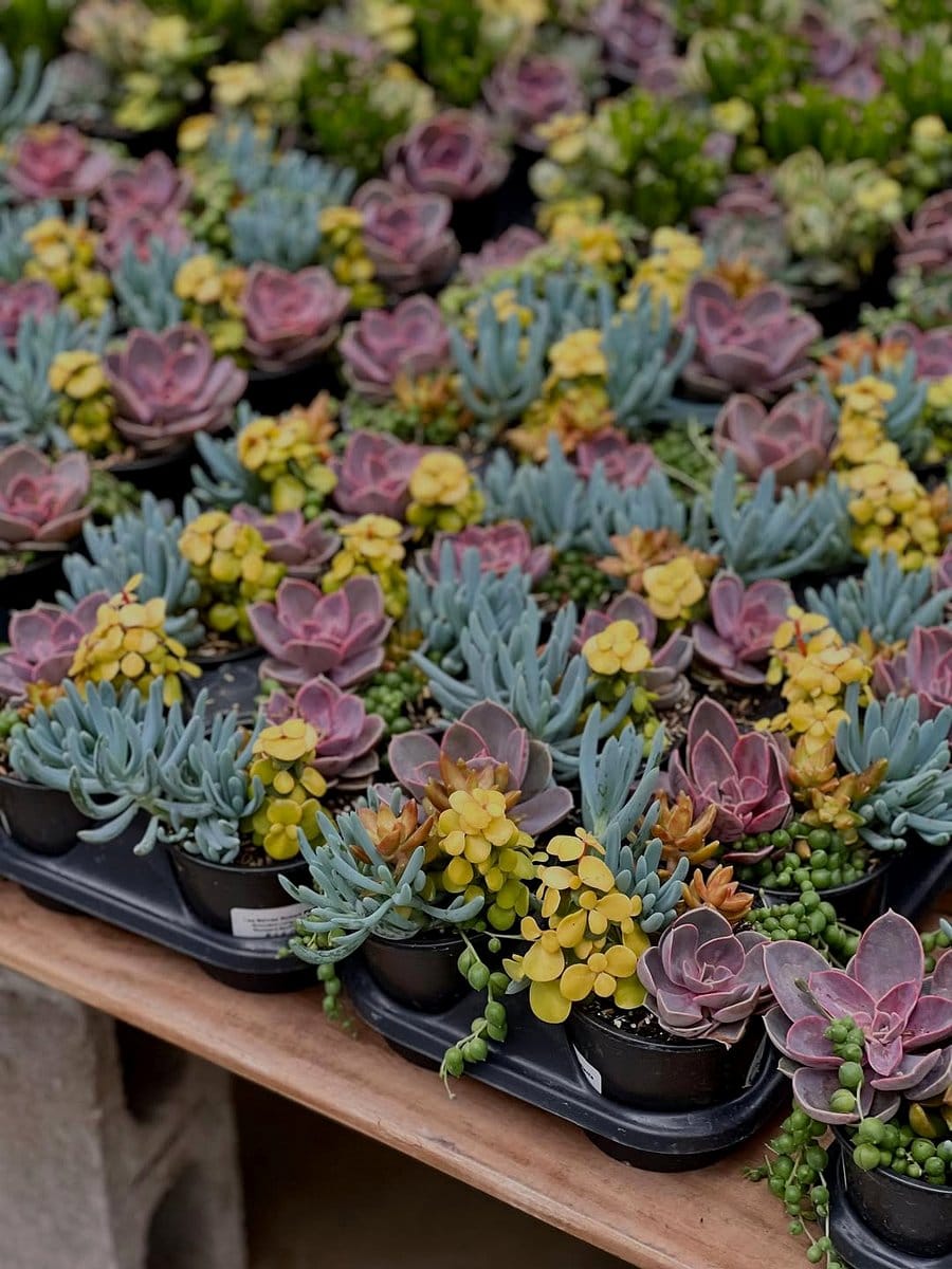 black pots with mixed succulents