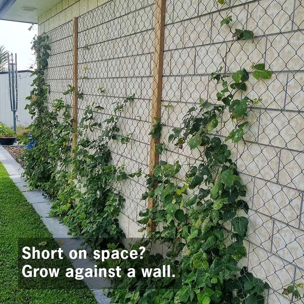 english ivy climbing a small trellis