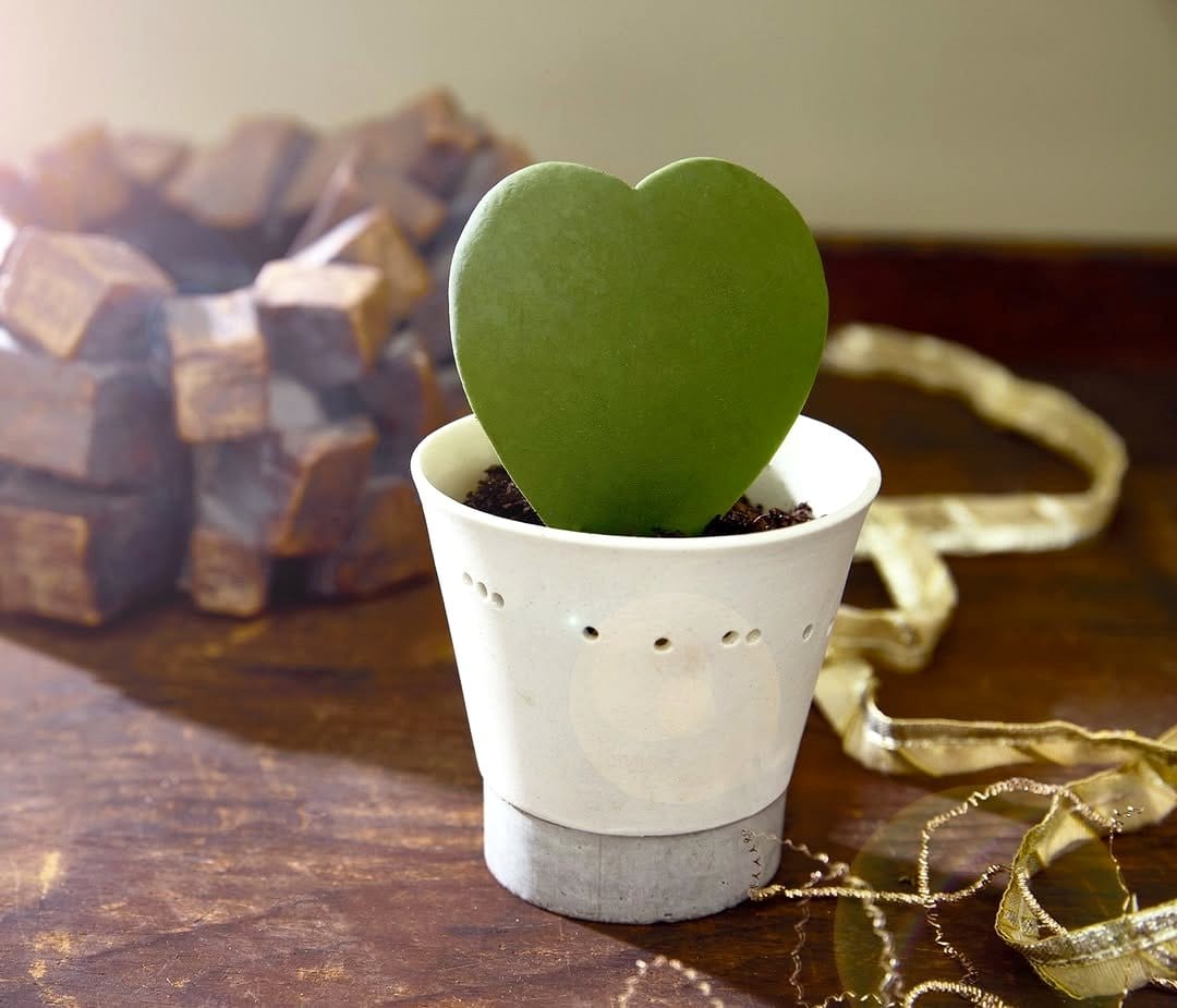 hoya heart in a small pot