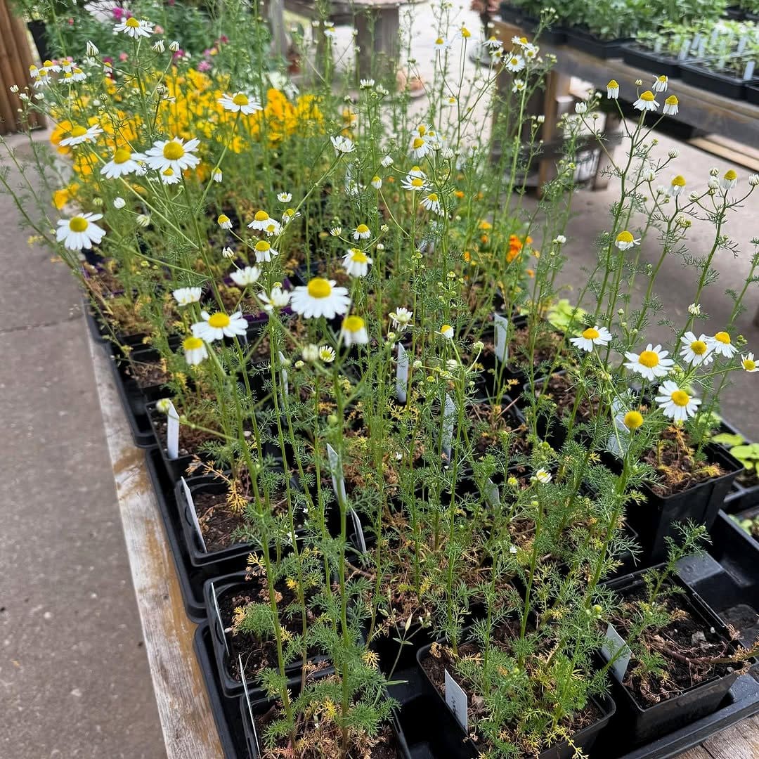 chamomile plant in small pot