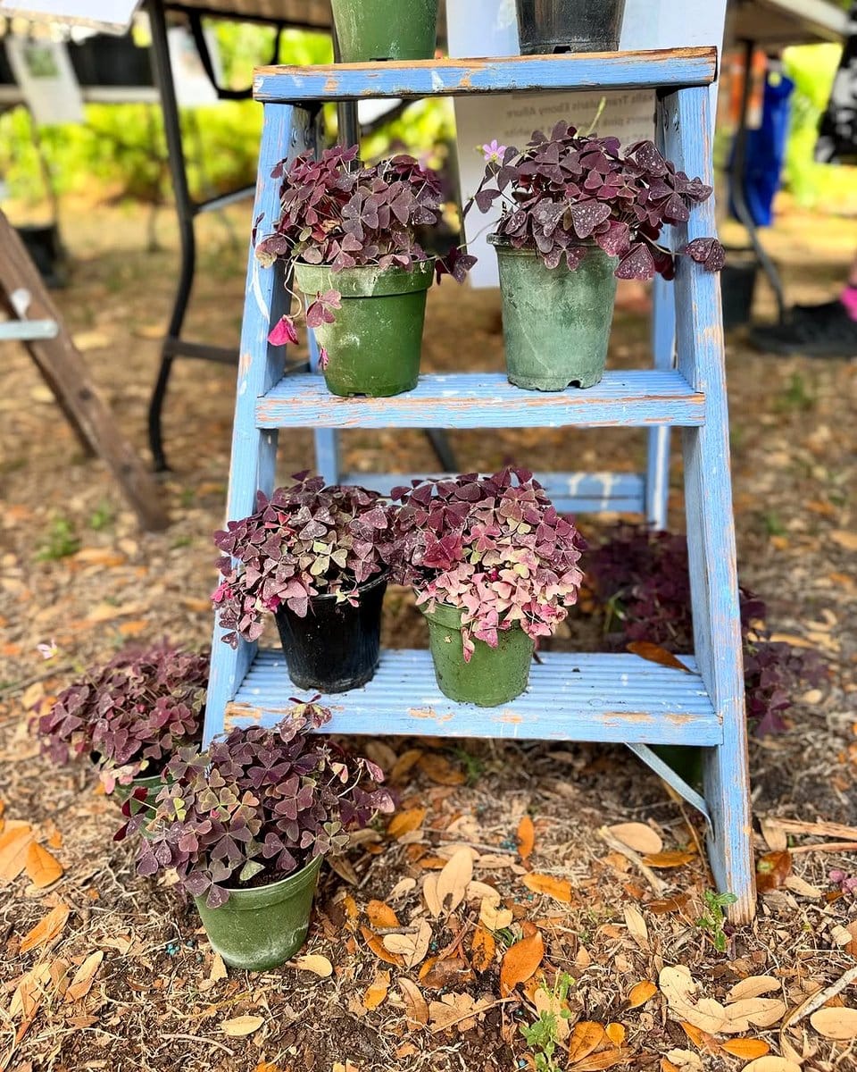 wooden ladder with herbs in pots