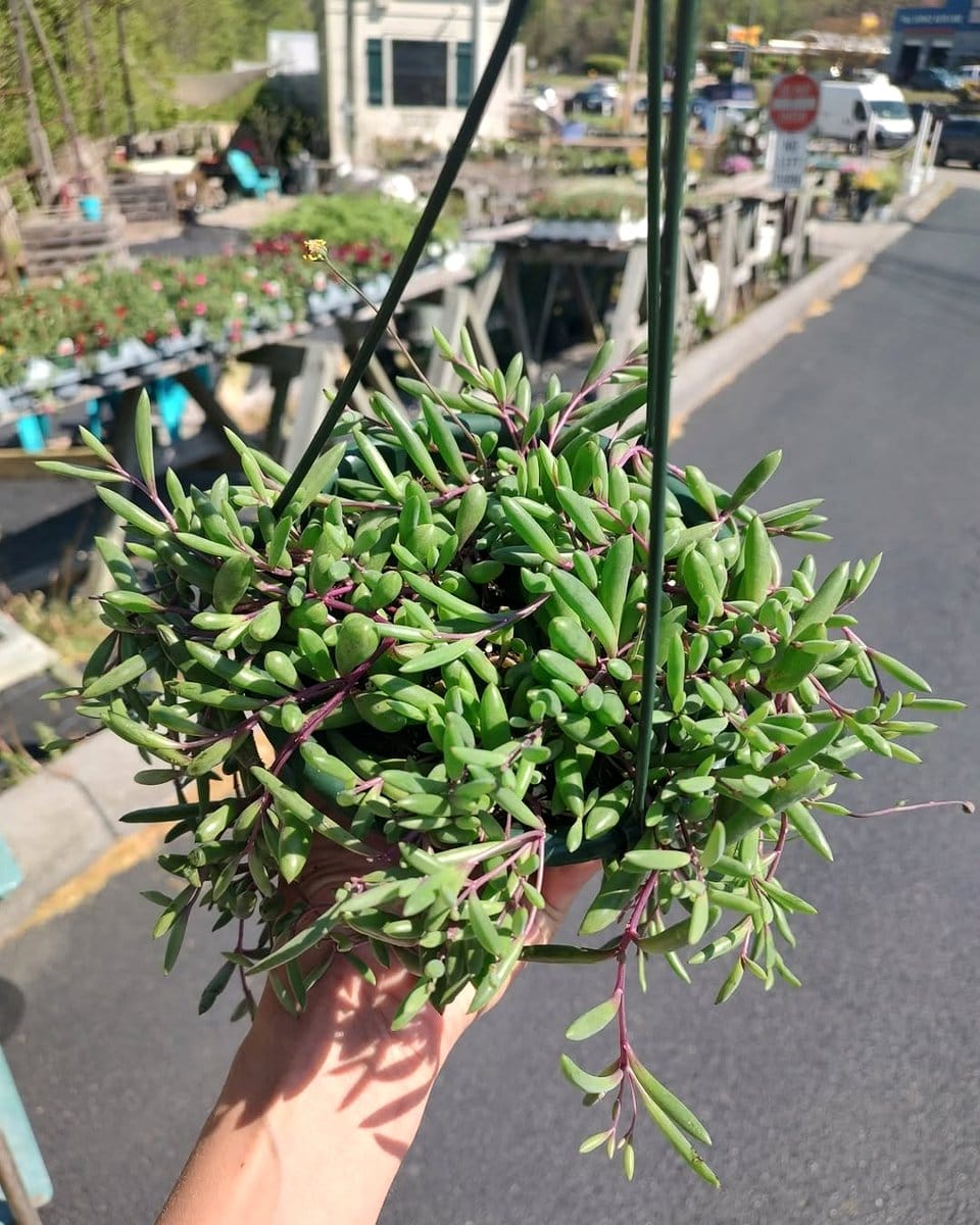 string of pearls and burro's tail in hanging pots