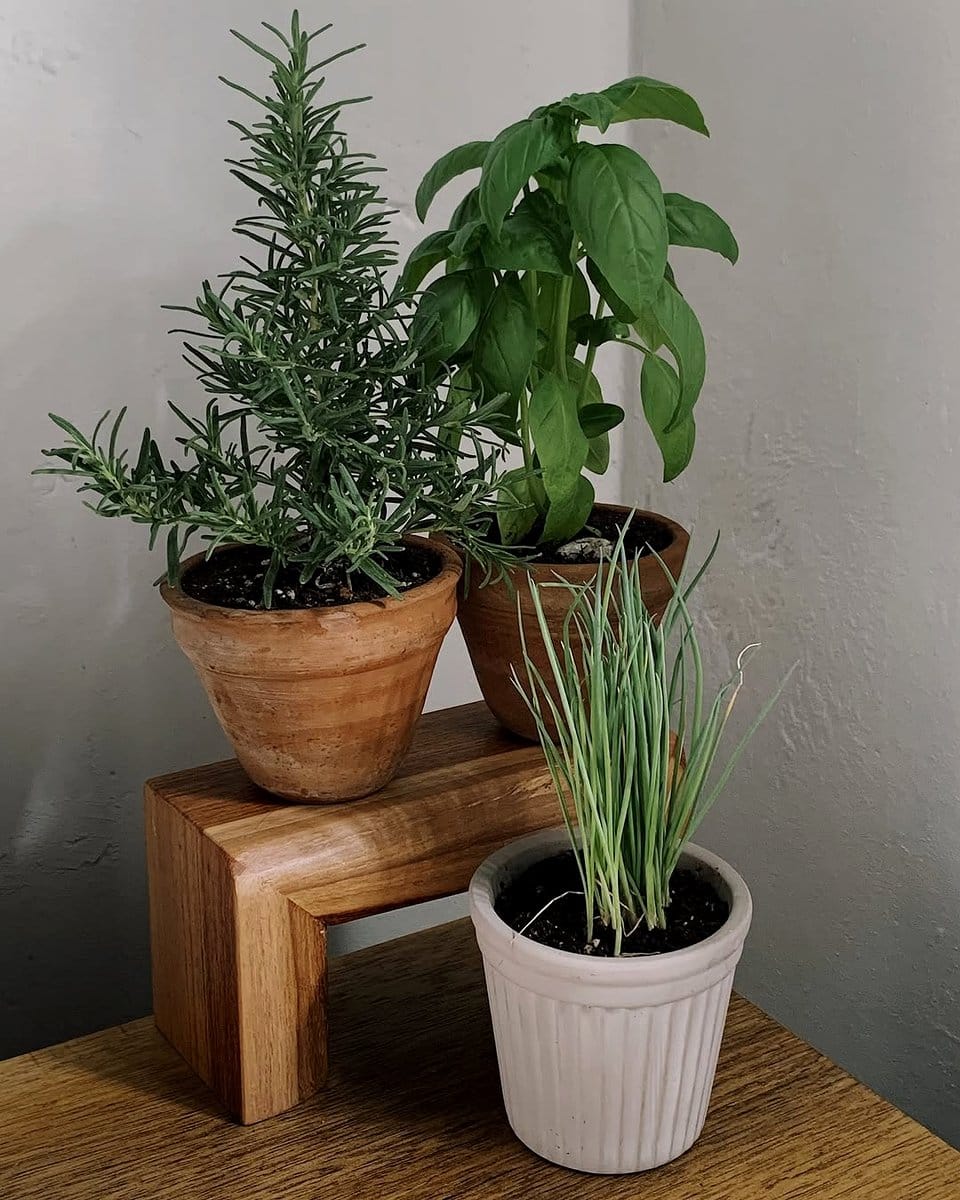rosemary plant in clay pot
