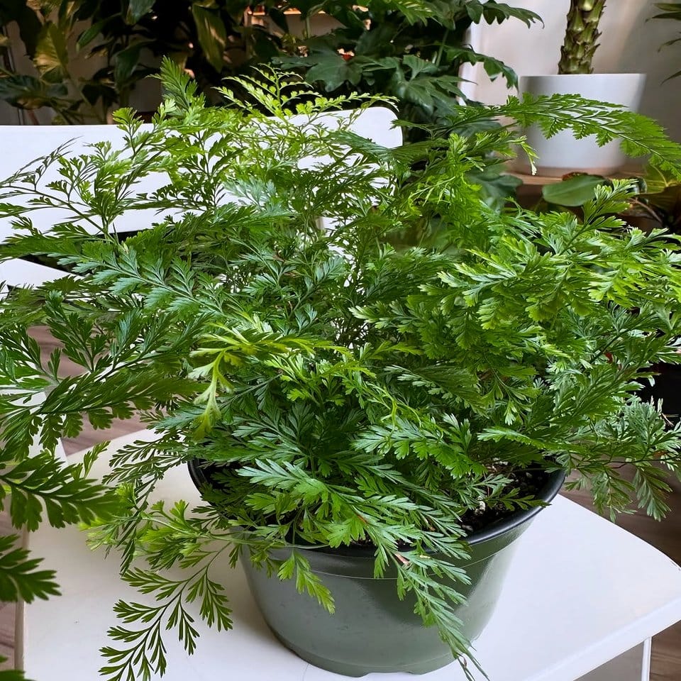 Lush green fern arrangement on a shelf