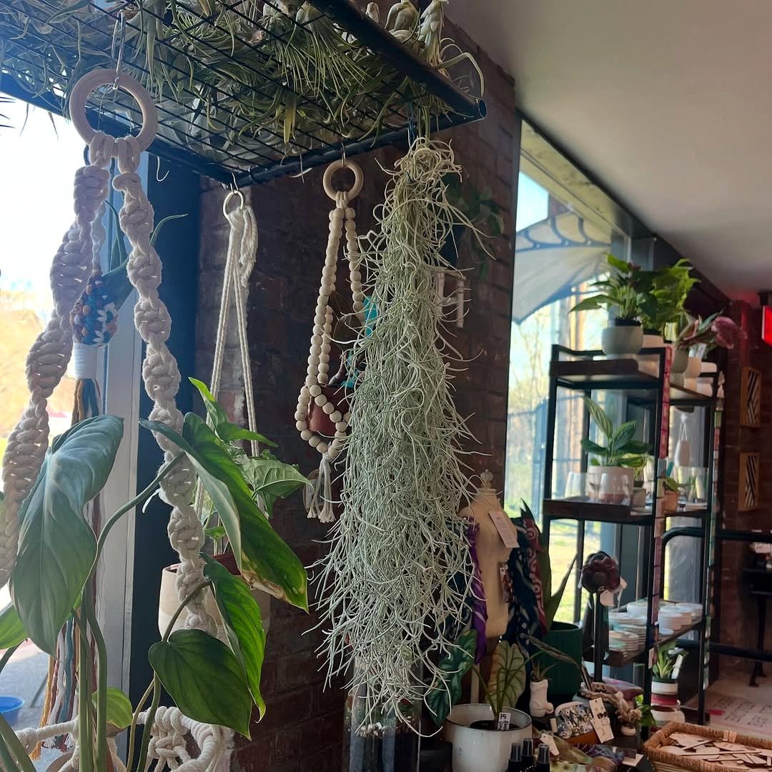 Macramé hanging planters with trailing vines