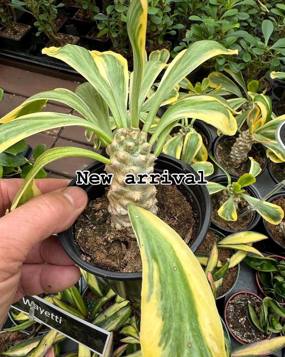 Large agave plants with spiky leaves