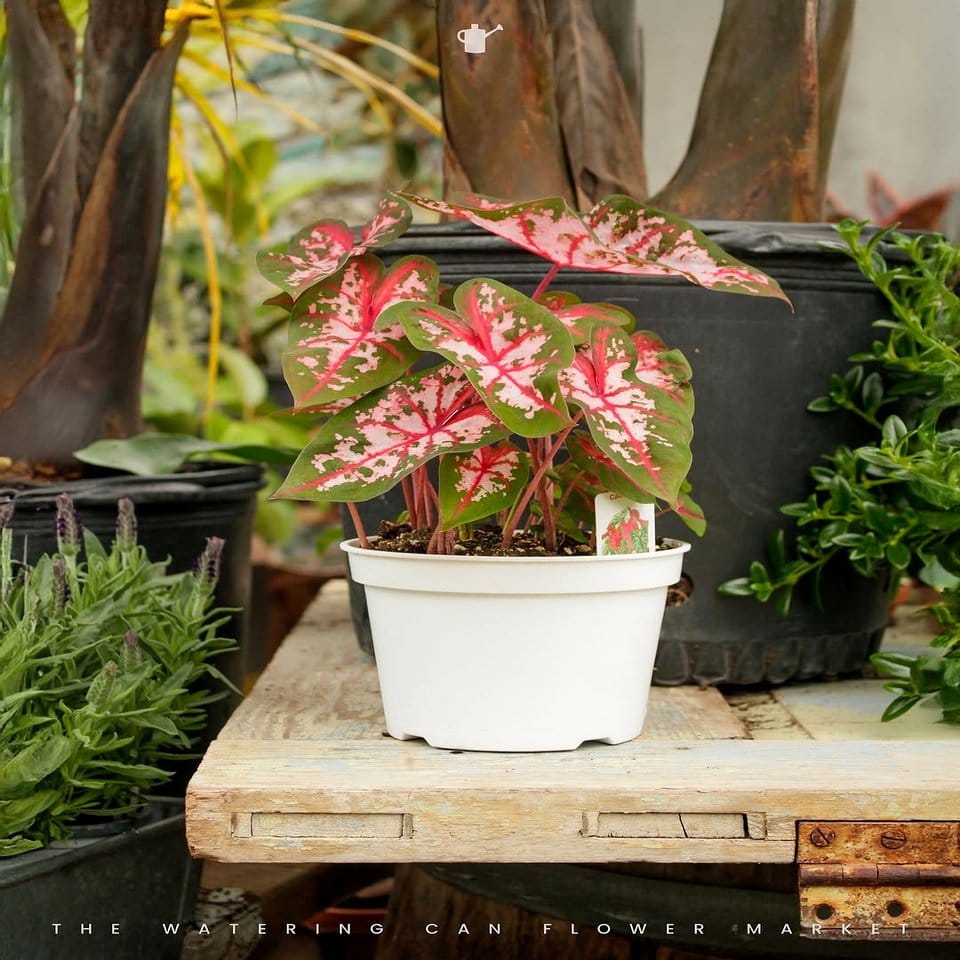 Tropical plants in a metal watering can
