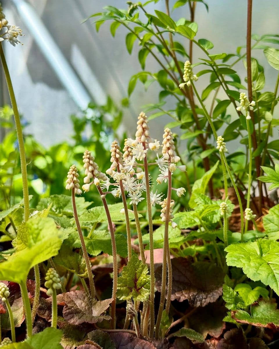 Foamflower blossoms in woodland