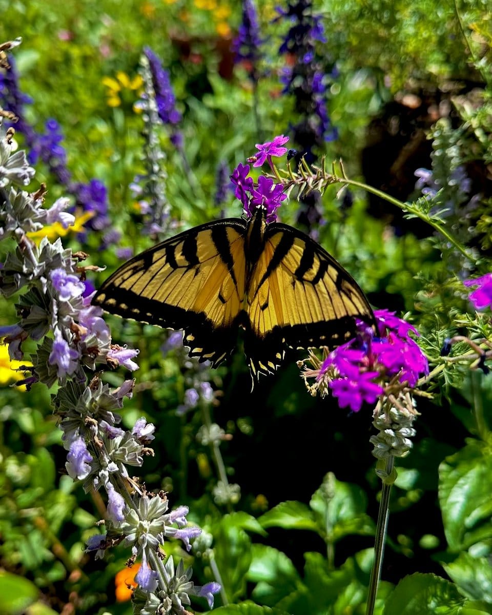 toolbox with butterfly-attracting plants