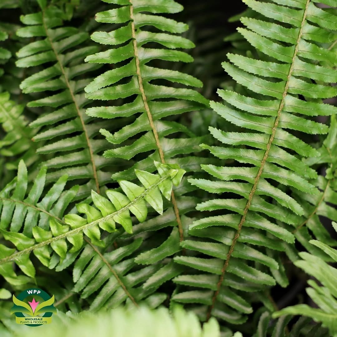 luscious emerald green ferns