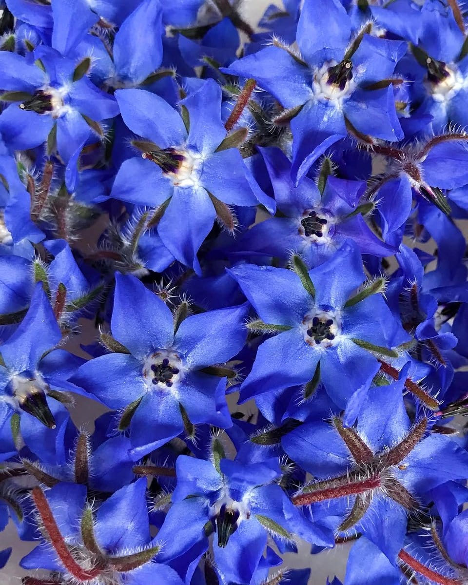 borage with blue star-shaped flowers