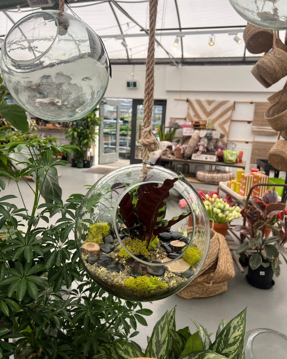 glass tray with terrarium