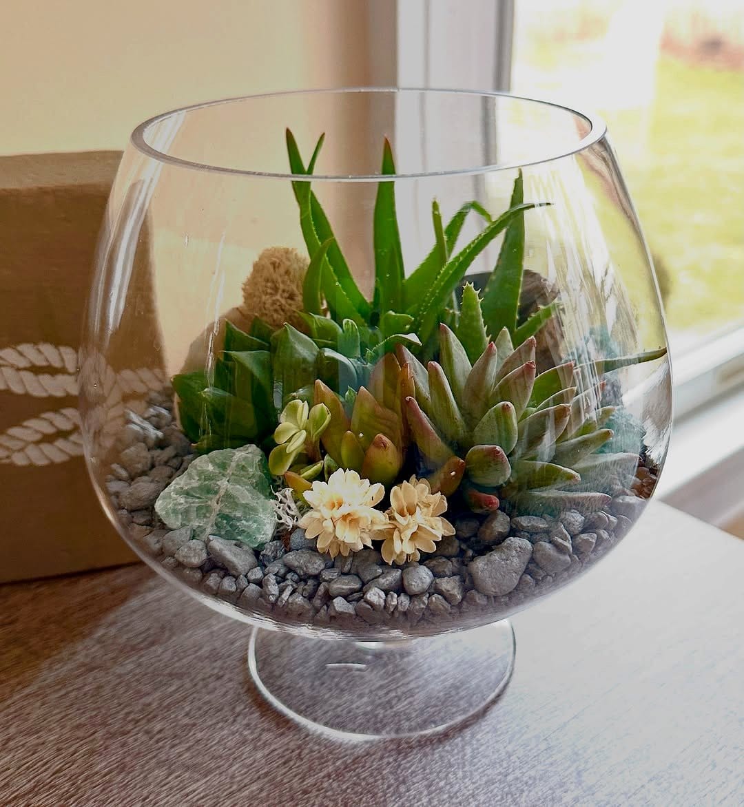 glass terrariums with succulents