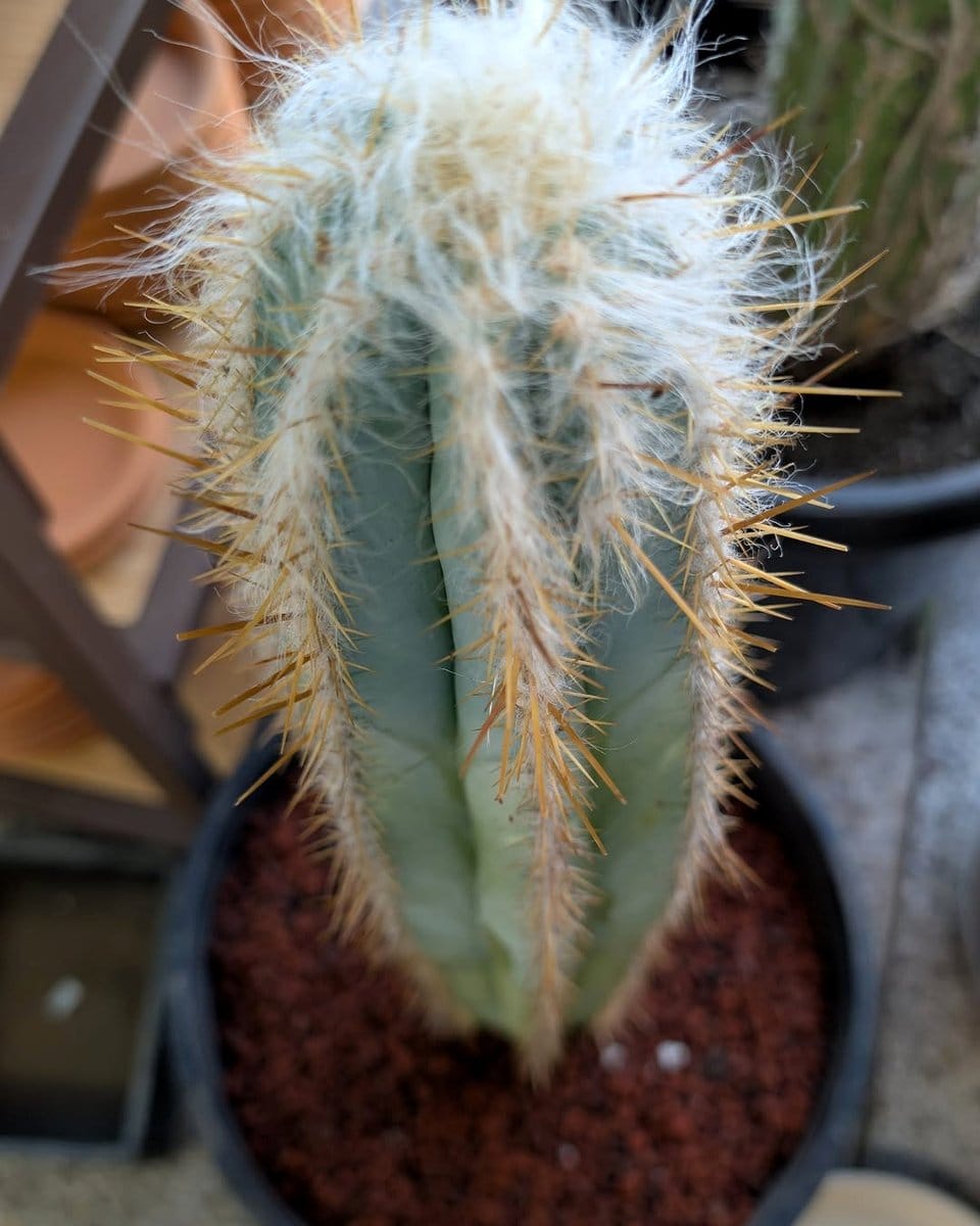 old man cactus with white hairs
