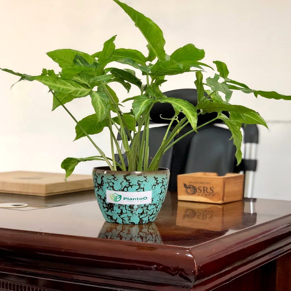 Desk with leafy plants and a laptop