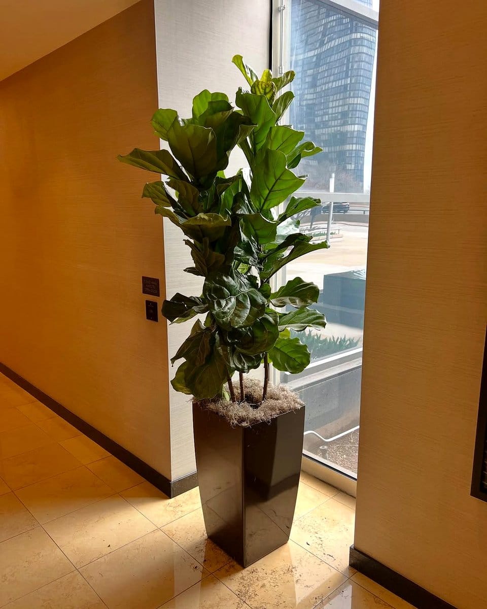 tall fiddle leaf fig in hallway corner