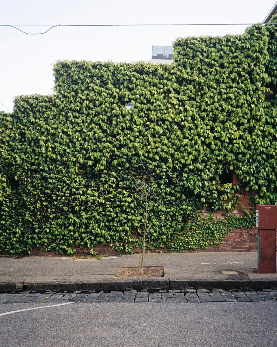 front-lit ivy on wall