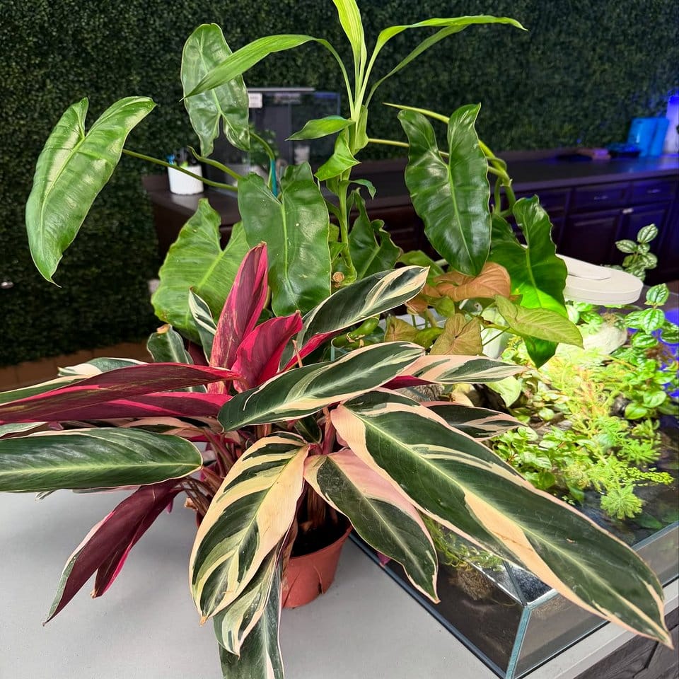 Metal planters with velvet backdrop