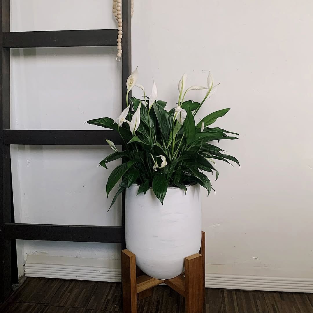 peace lily in white pot