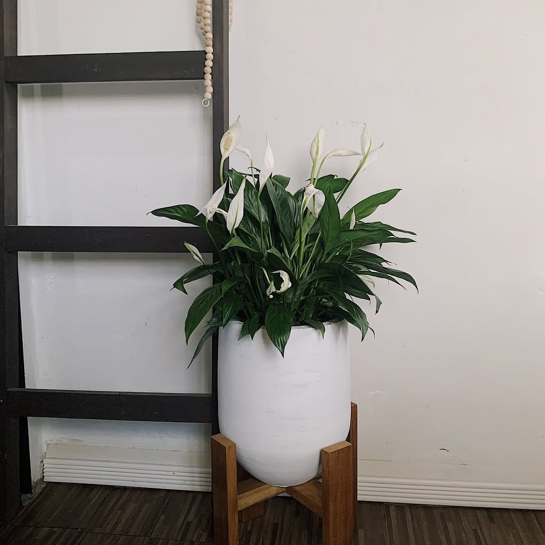 Elegant peace lily in white ceramic pot