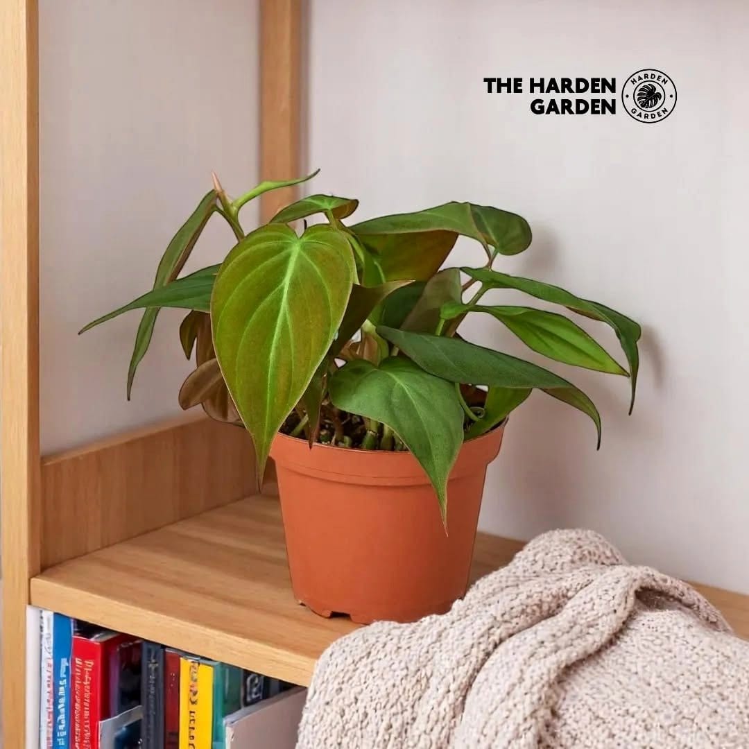 bookshelf with rare philodendrons