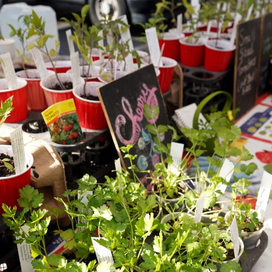 seedlings with companion plants
