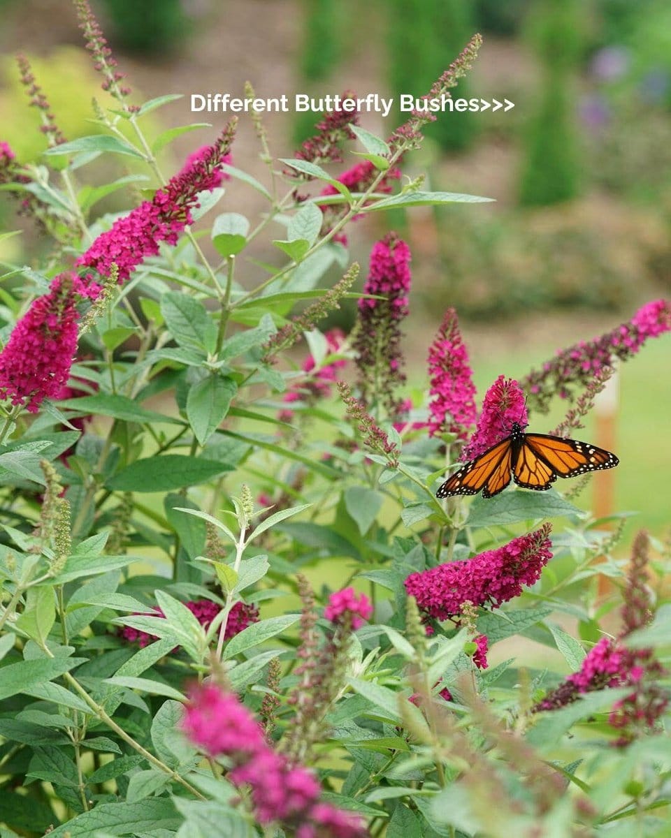 butterfly bush in large planter