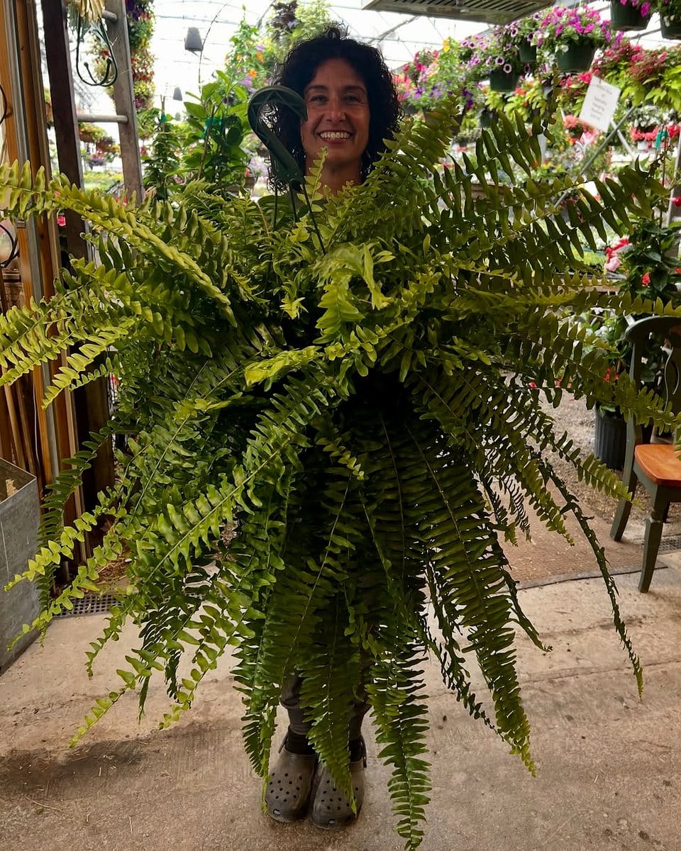 hanging baskets with ferns