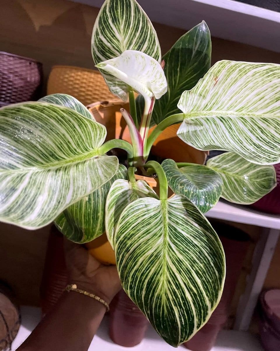 Philodendron Birkin with striped leaves