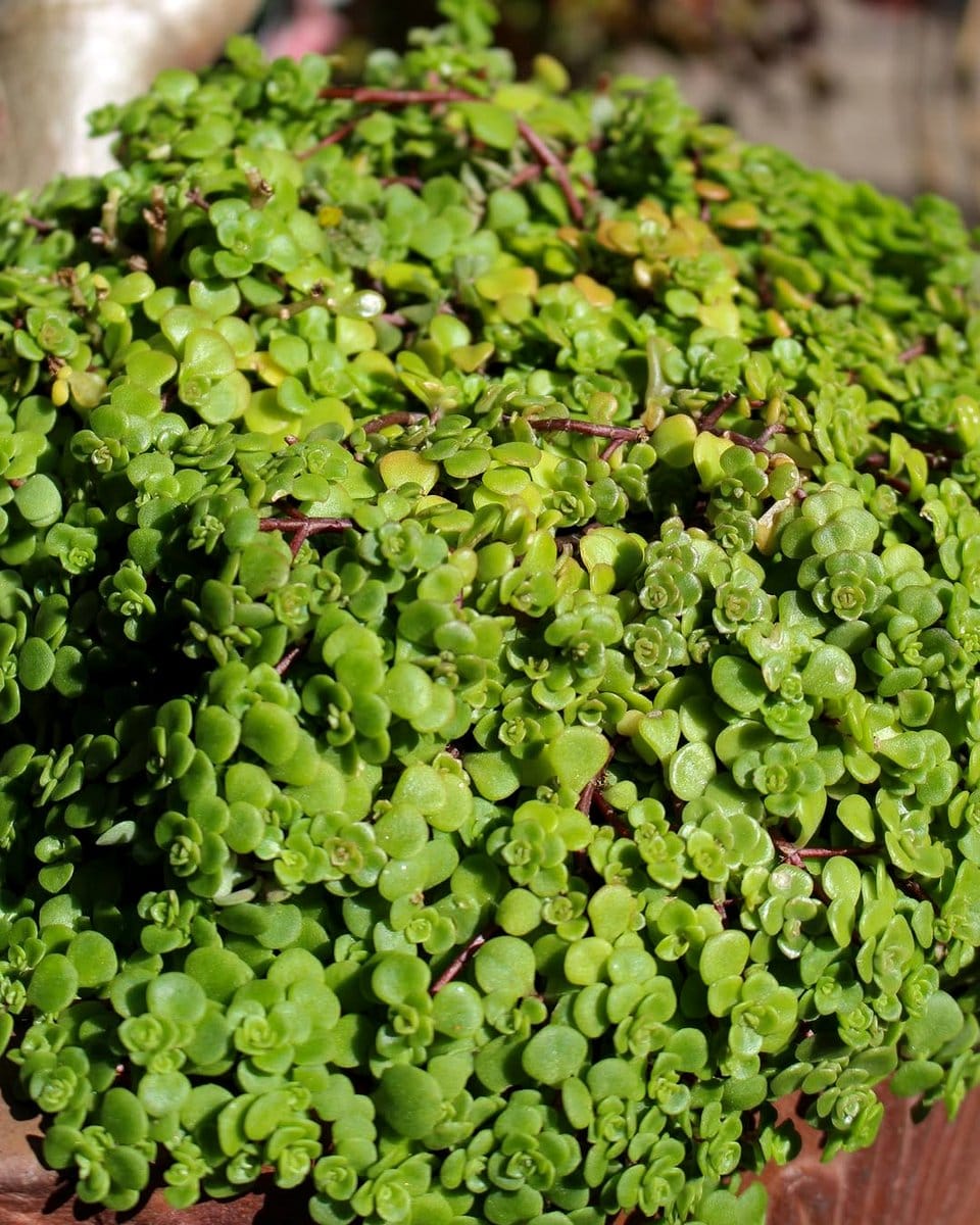hardy plants in windy balcony