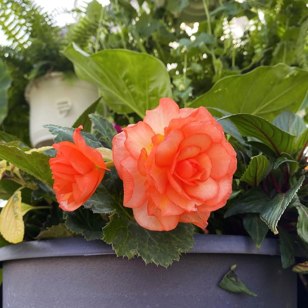 swedish ivy in a hanging planter with cascading vines