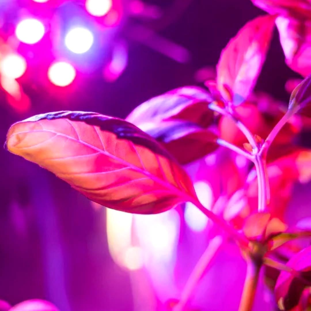 red LED lights on flowering orchids