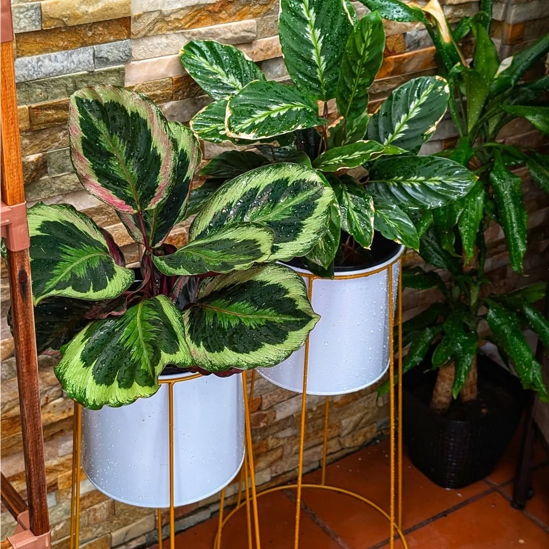 Graceful calathea in stylish room