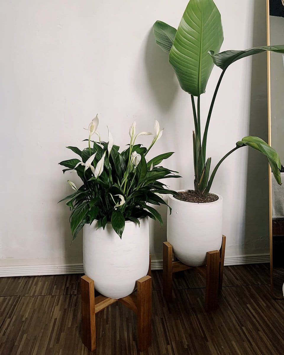 peace lily on a wooden desk