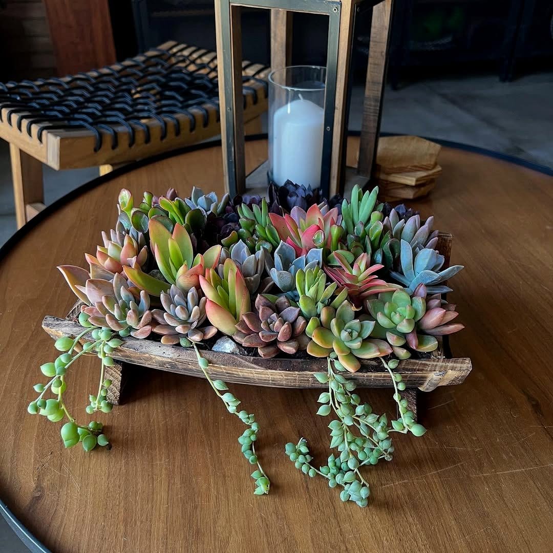 Barrel cactus and rope arrangement