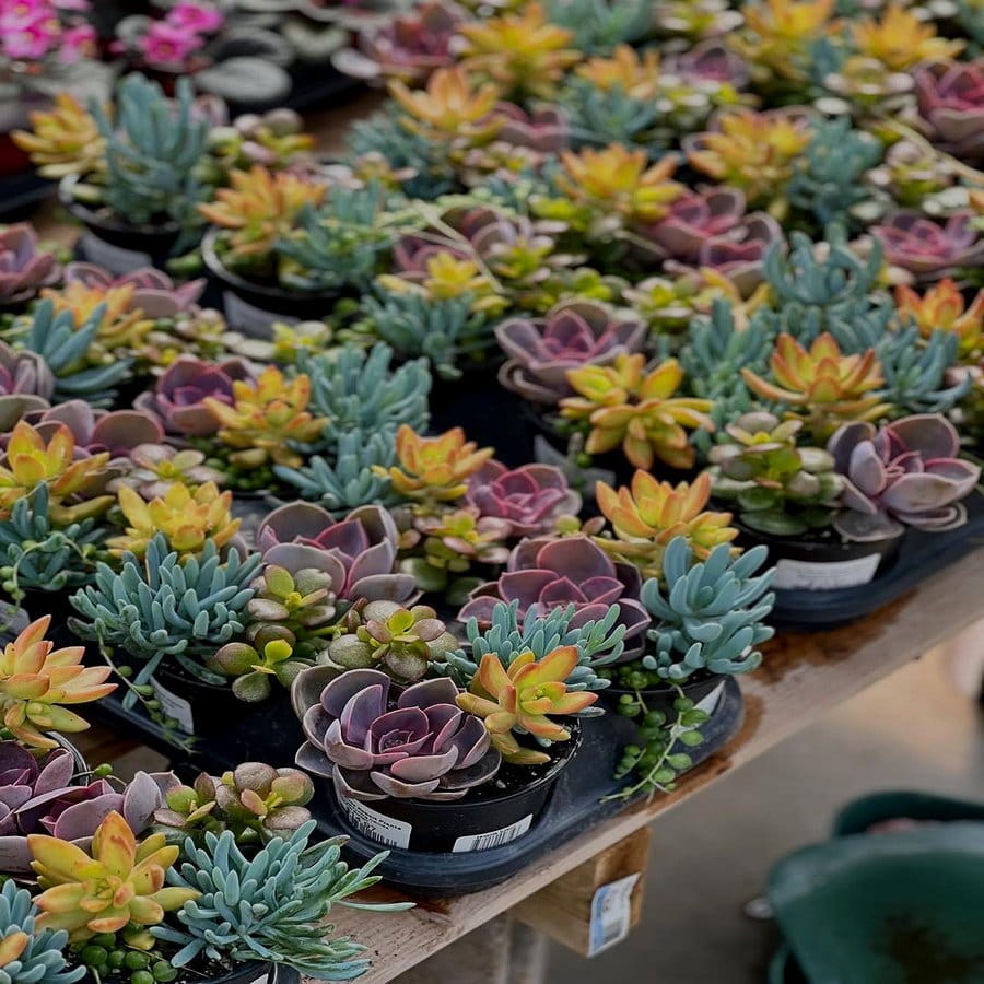 Shell-embedded succulent pot coaster set